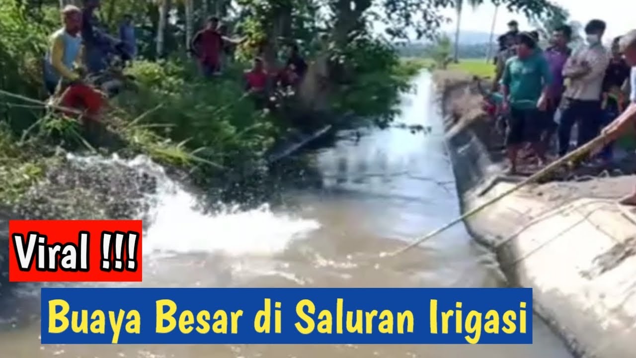 Viral !!! Buaya Besar di Saluran Irigasi