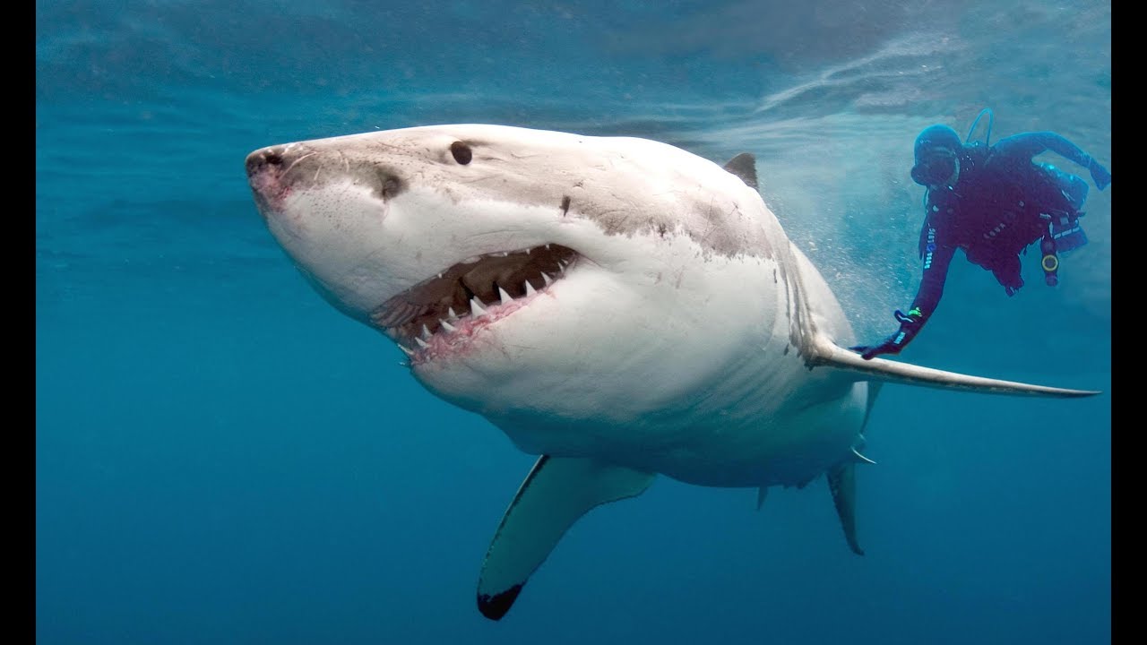 Shark Diving 100 Feet Down Off Jupiter, Florida | GoPro Hero5