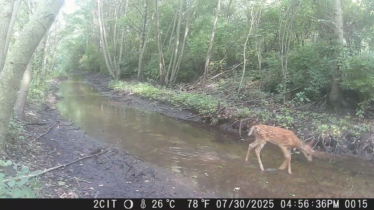 CITWC Nature Park Trail Cam Video 