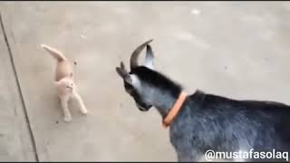 Keçi Recai Vs Kedi Şerifcan Antep Dublaj