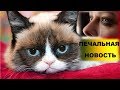 УМЕРЛА ЛЮБИМИЦА МИЛЛИОНОВ. ПЕЧАЛЬНАЯ НОВОСТЬ ГРАМПИ КЭТ НЕ СТАЛО