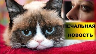 УМЕРЛА ЛЮБИМИЦА МИЛЛИОНОВ. ПЕЧАЛЬНАЯ НОВОСТЬ ГРАМПИ КЭТ НЕ СТАЛО