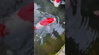 Hungry Koi Fish Swallows Floating Coin