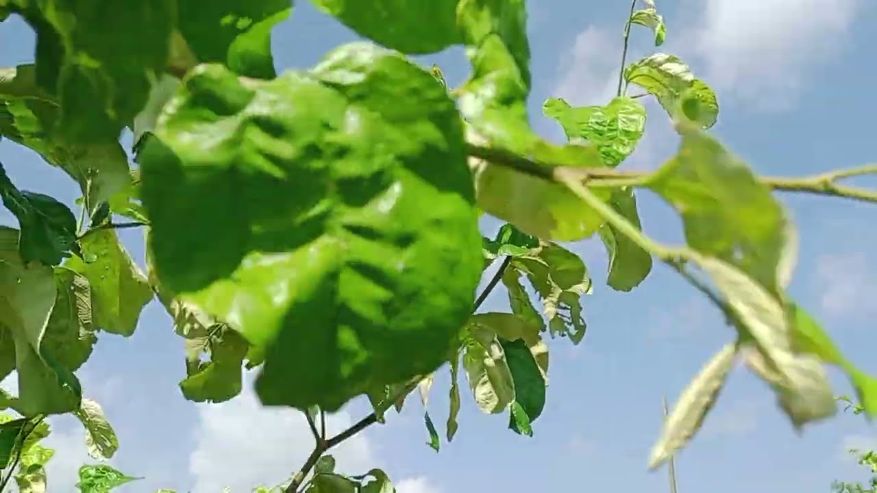 Thời điểm sử lý khoanh cây táo đài Loan đẹp nhất 