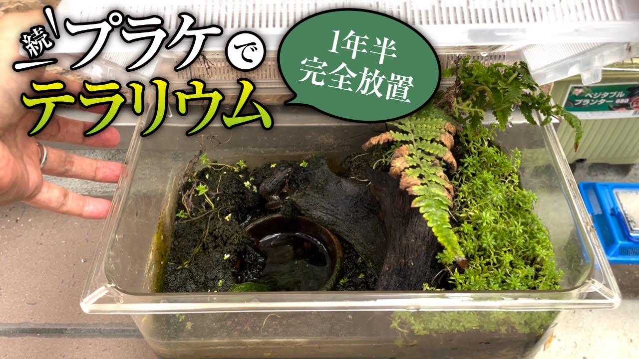 1年半、完全放置したカエルの飼育ケース - YouTube