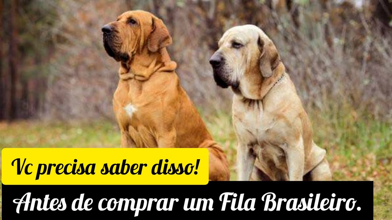 Tem algo errado com o nosso FILA BRASILEIRO! – Bandog Brasil