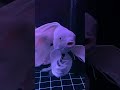 Platinum Butterfly Koi Carp Collection 363 - Incredible Koi Fish