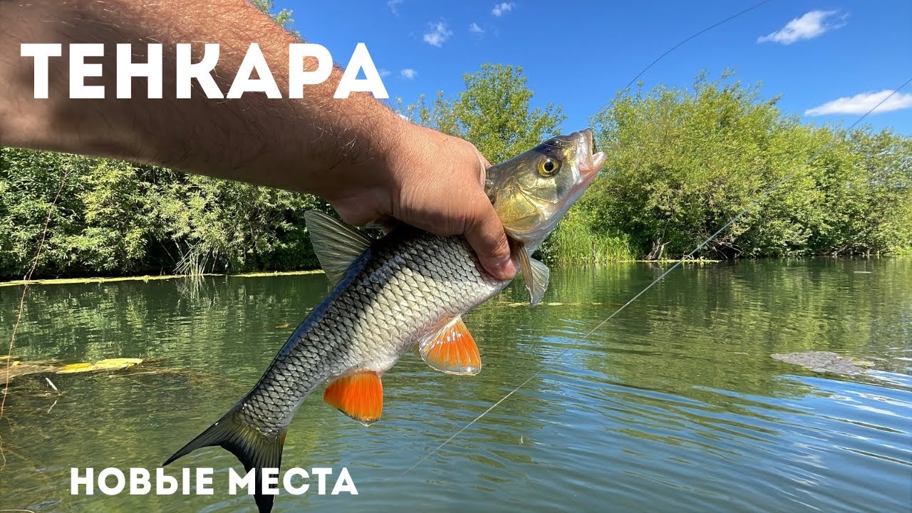 ТЕНКАРА x В ДАЛЬНИЙ ПУТЬ ЗА ГОЛАВЛЯМИ 
