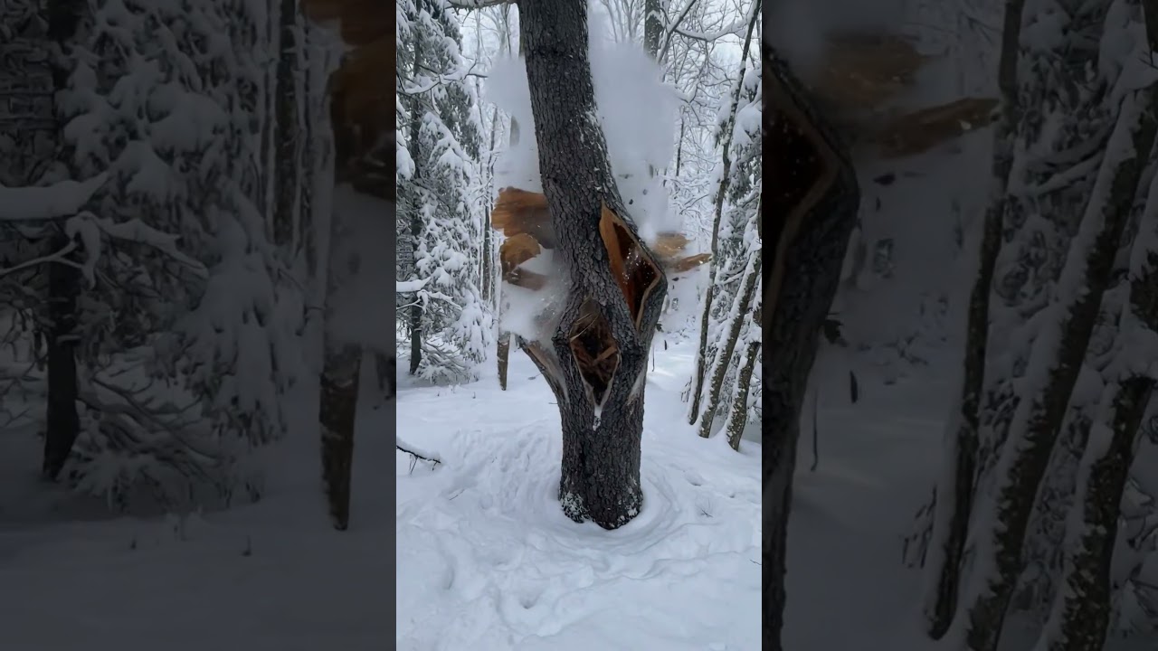 Exploding trees in winter 