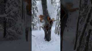 Exploding trees in winter #coldsnap #coldweather #winter