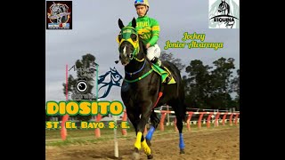 DIOSITO (Stud El Bayo) Hipodromo 27 de Abril Domingo 28 de Abril de 2024