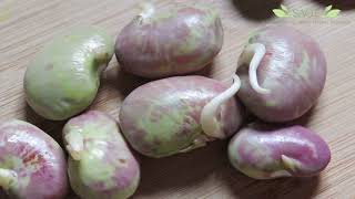 THE LIMA BEAN EXPERIMENT