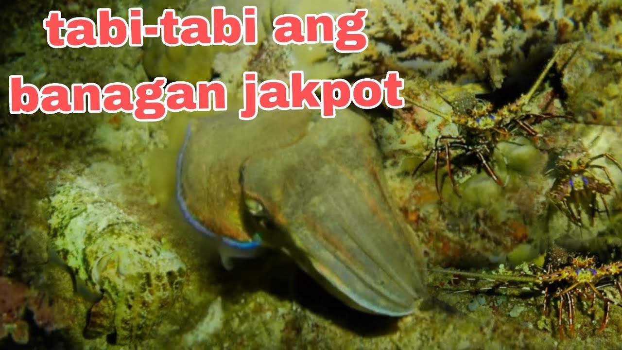 ep111 tabitabi Ang banagan jakpot night sperfishing philippines - YouTube