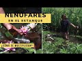 Cómo multiplicar nenúfares del estanque - Decogarden - Jardinatis