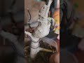 ফাংগাস গাছের চির শত্রু😡 #bonsaitree #bonsaiaddict #bonsai