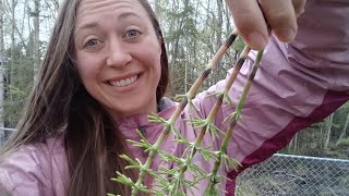 Identifying horsetail, a common shady backyard "weed"