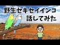 【アニメ】野生セキセイインコと話してみた
