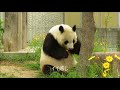 パンダ/イイ感じでお食事タイム2018年5月18日