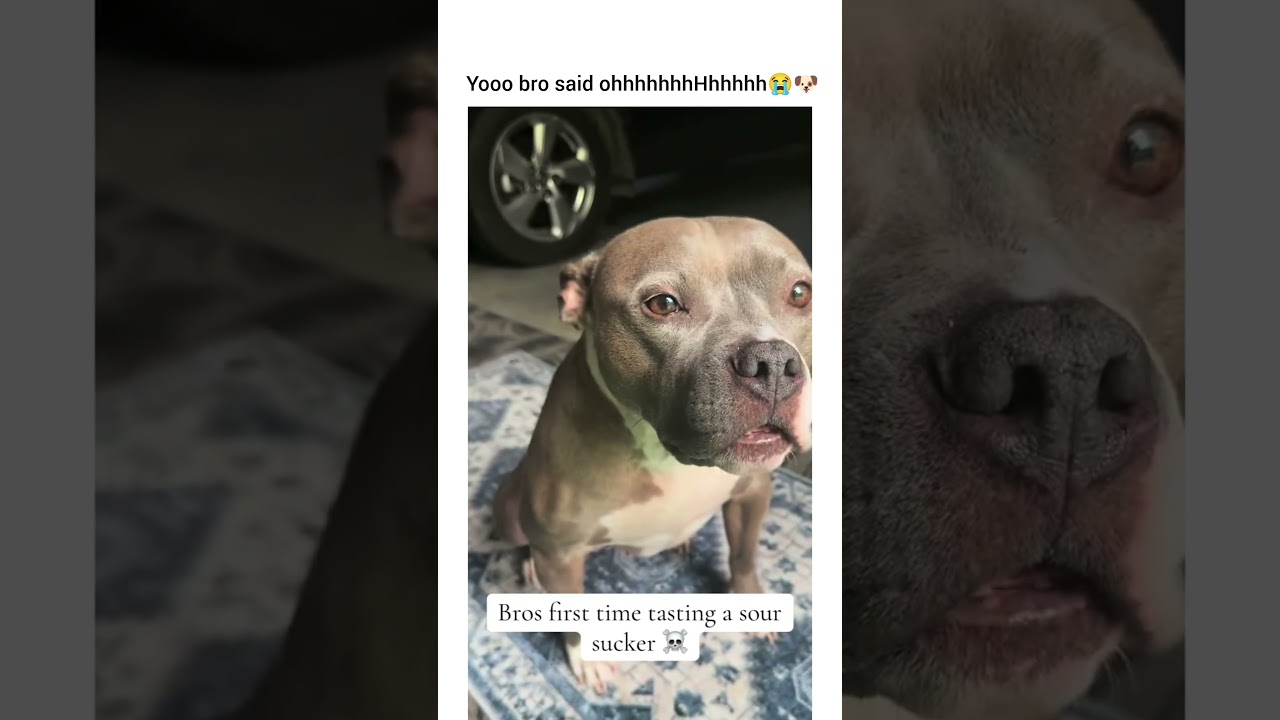 He said oooooooohoo that spicy ✨️ #dogshorts #pets #pets #petshub #funny
