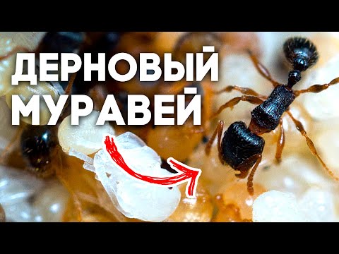 Видео: Муравьи Tetramorium caespitum - НАЧАЛО НОВОЙ ИМПЕРИИ! Дерновый муравей \\ Димон и пумба