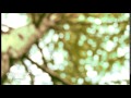 ALICE PACK forest.ＰＶ