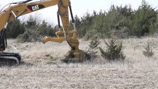 Cedar Tree Removal 2