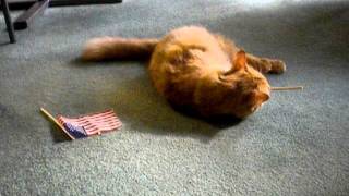 Flag etiquette.AVI