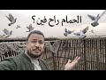 يوم جميل ورزق جديد بس قلب ف الاخر وحمام النش Pigeon 