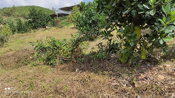 Vườn trái cây 4000m2 với hai đường trên sổ, view cao thoáng đẹp, thích hợp cho quý khách nghĩ dưỡng.