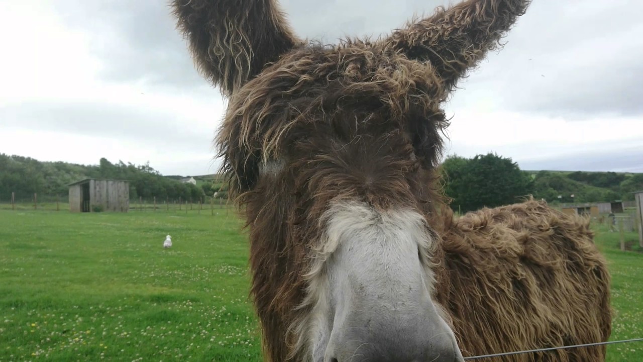 Poitou donkey
