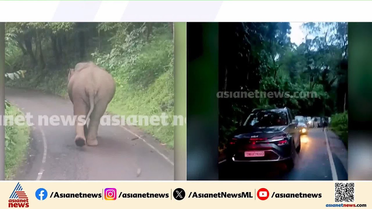 വഴിമുടക്കി കാട്ടുകൊമ്പൻ ! മലക്കപ്പാറയിൽ ഗതാഗതം തടസ്സപ്പെടുത്തി കബാലി | Kabali | Malakkappara