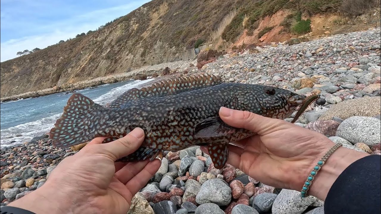 CAPTURA TRAS CAPTURA : PINTOS, MARAGOTAS Y LUBINAS EN UNA SOLA JORNADA 🎣🌊 | ROCKFISHING EN GALICIA