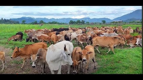 Hewan sapi lembu lucu-lucu dan jinak di padang Rumput yang hijau - ternak sapi kampung lokal
