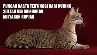 SEHARGA RUMAH DAN MOBIL - INILAH 5 JENIS KUCING TERMAHAL DI DUNIA