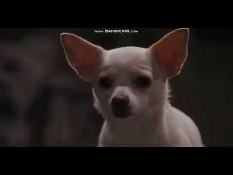 chihuahua song youtube