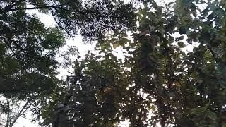 short-circuit due to contact of tree branches with electric lines