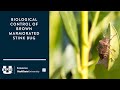 Biological Control of Brown Marmorated Stink Bug