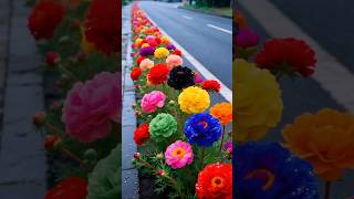 portulaca grandiflora 💐🌼 #flowers #flowercare #shorts #new #viral