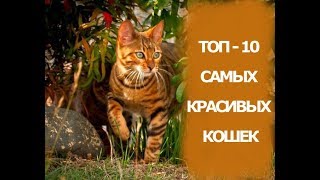 Кошки. Топ-10 самых красивых кошек Кошки. Топ-10 самых красивых кошек
