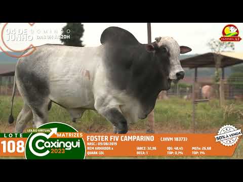 LOTE 108   FOSTER