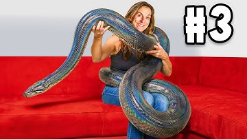 10 Most Beautiful Snakes on Earth!