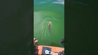 Go get bigger buddy #kayakfishing #bassfishing #outdoors #greatpnw #fishinglife #catchandrelease