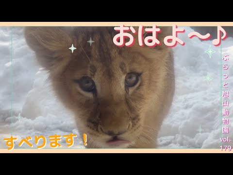 つるつる石に大興奮のライオンの子ども！オリト久しぶりの雄叫び？オリト＆イオ家族生活vol.179@旭山動物園/A lion cub excited about a slippery stone
