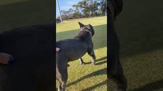 Protect Sarge at all costs  #aflw #dogs #training