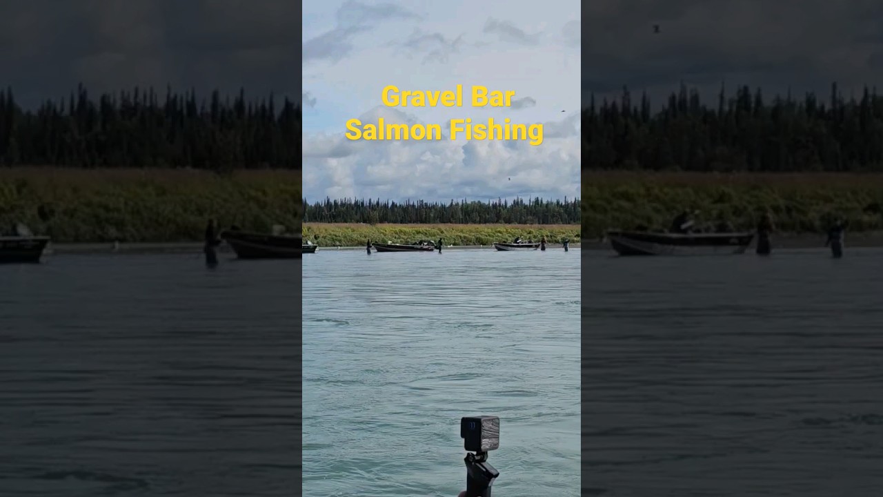 Gravel Bar Fishing for Silver Salmon on the Kenai River Alaska. 