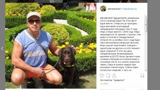 Слепой научил полупарализованного пса тапки подавать Слепой научил полупарализованного пса тапки подавать