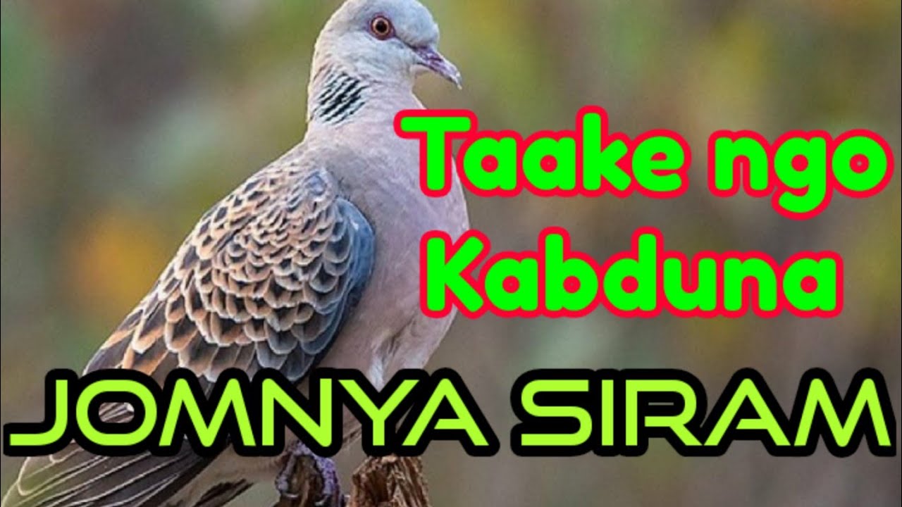 Taake ngo kabduna pado kokik lo//Galo old song by.Jomnya Siram,with lyrics