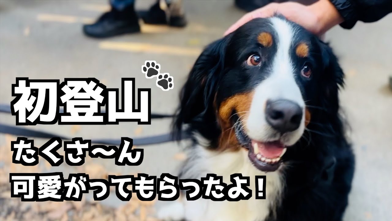 バーニーズと一緒に世界一の高尾山へ！初めての山頂🐾