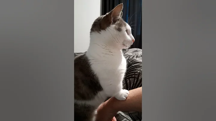 Watch the video about My bodyguard 😹😻 Mr Grieves the cute little Munchkin Cat 🐈 #cute #munchkin #cat #shorts