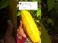 🌰nungu 🍋papaya juice | papali nungu juice #shortvideo |nungu juice no 12